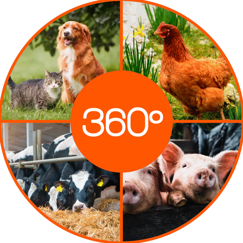Serviços 360º